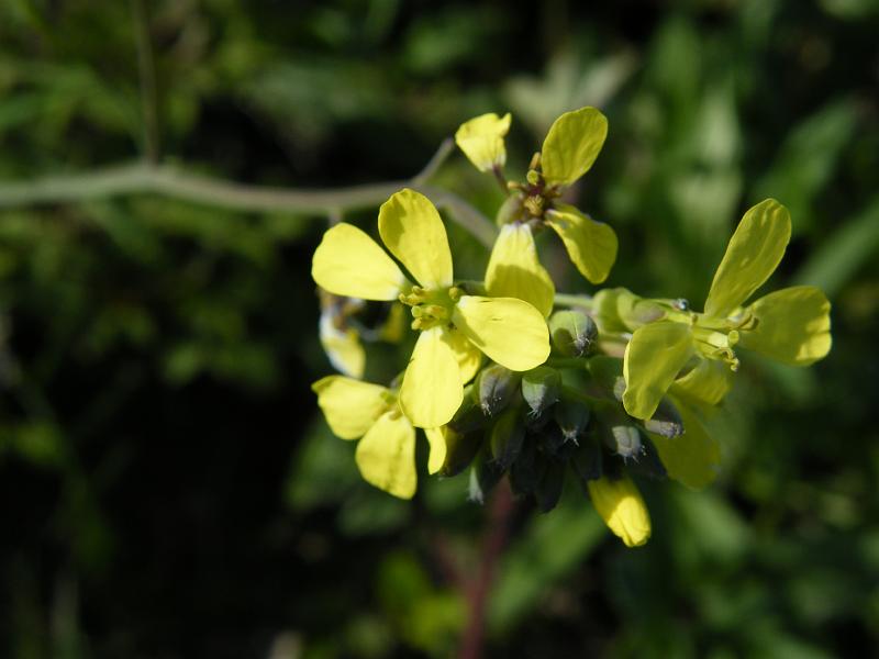 Labresto Amarelo.JPG